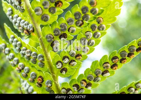 Sporangie auf Farn. Sporanges-Gruppen auf Farnblättern. Reproduktion von Polypodiopsida oder Polypodiophyta. Schönheit in der Natur. Stockfoto