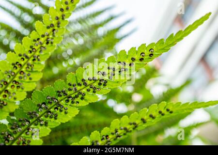 Sporangie auf Farn. Sporanges-Gruppen auf Farnblättern. Reproduktion von Polypodiopsida oder Polypodiophyta. Schönheit in der Natur. Stockfoto