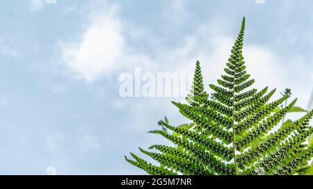 Sporangia auf Farn gegen klaren Himmel. Sporanges-Gruppen auf Farnblättern. Reproduktion von Polypodiopsida oder Polypodiophyta. Schönheit in der Natur. Stockfoto