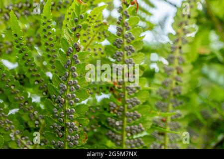 Sporangie auf Farn. Sporanges-Gruppen auf Farnblättern. Reproduktion von Polypodiopsida oder Polypodiophyta. Schönheit in der Natur. Stockfoto
