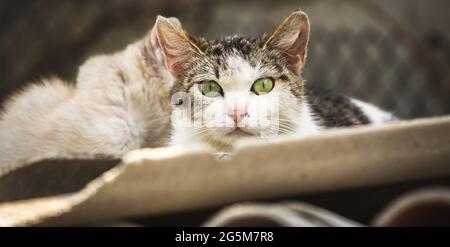 Streunende und erstarrte Mutter Mutter Katze mit Kätzchen auf dem Hintergrund, gutherzig grüne Augen der obdachlosen Katze Stockfoto