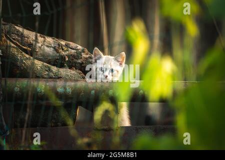 Lustiges kleines Kätzchen sieht draußen im Garten den Zaun, den Sommeruntergang und ein Foto im Hintergrund aus Holz Stockfoto