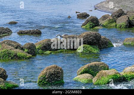 Großer Blaureiher Angeln, North Vancouver, British Columbia, Kanada Stockfoto