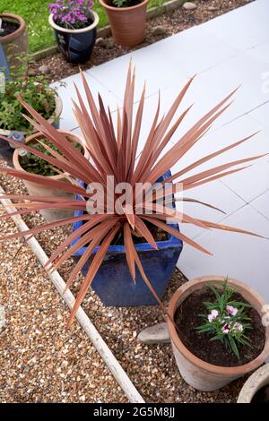 Rote Cordyline-Pflanze in einem quadratischen blauen Topf auf einer Kiesfläche neben Terrassenpflastersteinen Stockfoto