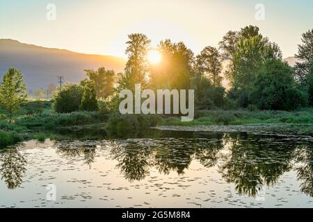 Teich bei Sonnenaufgang, Jerry Sulina Park, Maple Ridge, , British Columbia, Kanada Stockfoto