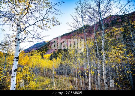 Kastanienbraune Glocken Gegend mit Blick von der berühmten Straße mit lebhaften gelben Laubbäumen Espenbäumen im Vordergrund der Rocky Mountains im Herbst-Herbst-Gipfel von Colorado Stockfoto