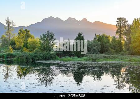 Teich, Jerry Sulina Park, Maple Ridge, , British Columbia, Kanada Stockfoto