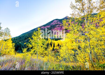 Blick auf die kastanienbraunen Glocken von der Straße aus auf die leuchtend gelben Espenbäume in den felsigen Bergen Colorados im Herbst und den roten Elch Stockfoto