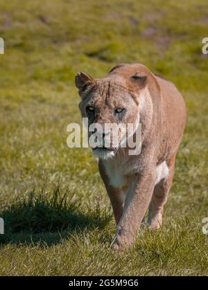 Löwin (Panthera leo), die in der Wildnis in Richtung Kamerasicht geht. Stockfoto