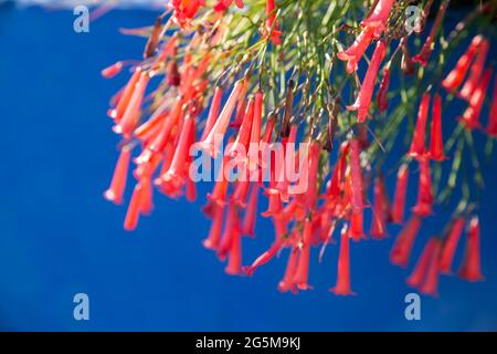 Nahaufnahme von schönen roten Feuerrackerfarnblüten in Büscheln an einem sonnigen Tag, vor dem Hintergrund von Aegean Blue. Stockfoto