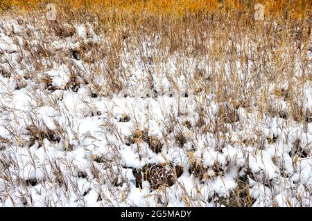 Maroon Bells Gebiet in Aspen, Colorado felsige Berge mit Nahaufnahme von trockenem Gras nach Winterschnee im Spätherbst auf Wiesenfeld im Tal gefroren Stockfoto