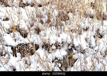 Maroon Bells Waldgebiet in Aspen, Colorado felsige Berge mit Nahaufnahme von trockenem Gras nach Winterschnee im Spätherbst auf Wiese eingefroren in Stockfoto