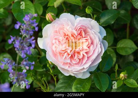 englisch rosa Rose Wildeve Makro Stockfoto