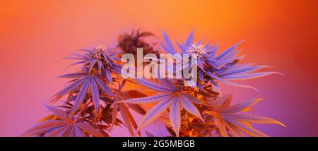Marihuana Pflanzen langes Banner. Schöner tropischer Cannabis Hintergrund. Neuer Blick auf die landwirtschaftliche Sorte von Hanf. Lebendiges exotisches Cannabis mit Blättern und Stockfoto