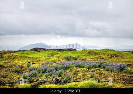Farbenfrohe, violette Lupinenblüten im Süden von Dyralaekjasker Island und im Sommer wolkig bedeckter Himmel über der Landschaft Stockfoto