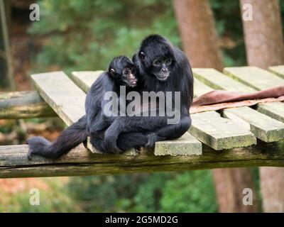 Kolumbianische schwarze Spinne Affe mit Baby Stockfoto