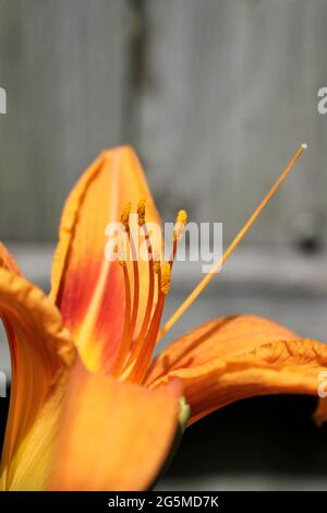 Leuchtend orange Tigerlilie Blume wächst im Hinterhof Sommergarten. Stockfoto