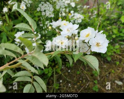 Rosa Rambling Rector Stockfoto