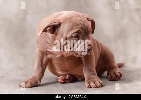 Ein trauriger brauner amerikanischer Bully-Welpe sitzt auf seiner Seite. Nahaufnahme, heller beiger Hintergrund Stockfoto