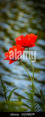 Zwei blühende Mohnblumen mit Wasser im Hintergrund Stockfoto