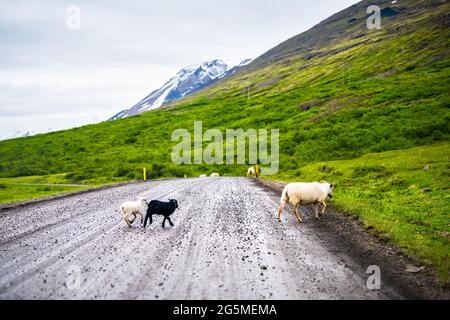 Schafherdenfamilie Baby weiß und schwarz Lamm nach Mutter in Island ländlichen Kreuzung Ringstraße Schotterweg in East Country Sommer Wandern Stockfoto