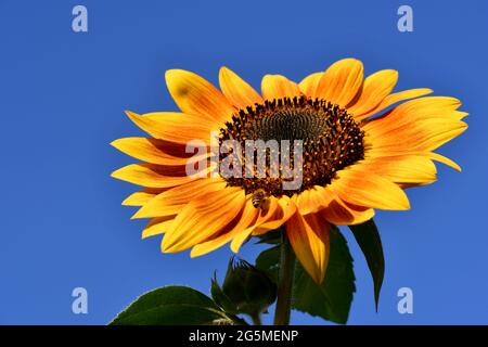 Leuchtend gelbe Sonnenblume mit Biene vor einem klaren blauen Himmel Stockfoto