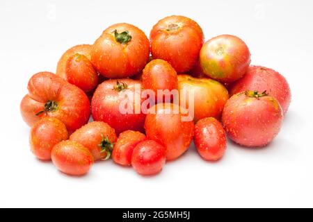 Tomaten aus dem Gartenbett liegen auf einer weißen Oberfläche. Reife Tomaten verschiedener Sorten in Wassertropfen liegen auf einer weißen Oberfläche. Isoliert Stockfoto