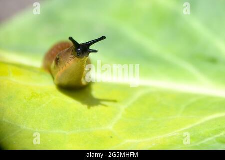 Arion lusitanicus - Kapuzinerschnecke - spanische Wegschnecke auf dem Weg zum Futter Stockfoto