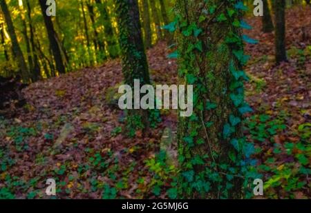 Die Wälder Stockfoto