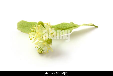 Linden ist eine medizinische, Honig-, Lebensmittel- und technische Pflanze. Blume isoliert auf weißem Hintergrund Stockfoto