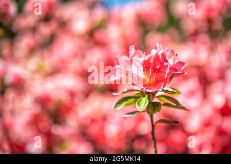 Makro-Nahaufnahme von rosa Rhododendron Azaleen-Blüten mit Bokeh Hintergrund von bunten Muster auf Busch und grünen Blättern im Gartenpark in der Blue Ridge Stockfoto