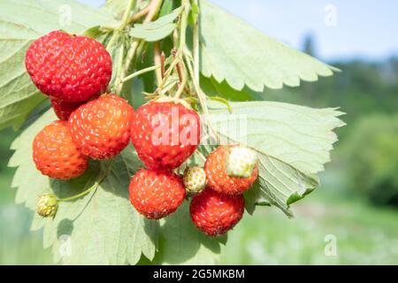 Sommer reife, frische, saftige Erdbeeren mit Blättern im Garten. Speicherplatz kopieren. Erdbeerfeld auf einer Obstfarm. Frische reife Bio-Erdbeeren auf einem ber Stockfoto
