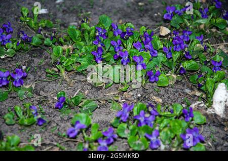 Blau violette Blume im Garten. Qualität Foto Stockfoto
