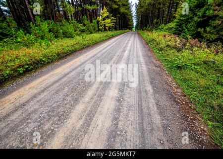 Weitwinkelansicht Nahaufnahme Blick auf die Straße durch Fichtenkiefer Wald säumen Schotterweg in Dolly Sods, West Virginia Herbst Saison Stockfoto