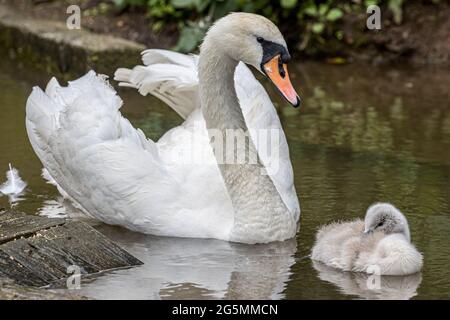 Busking Mute Swan, Cygnus olor, Abbotsbury Swannery, Abbotsbury, Dorset, VEREINIGTES KÖNIGREICH Stockfoto