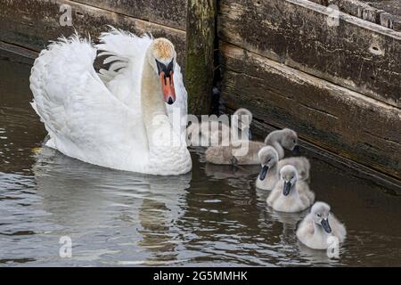 Erwachsene und Cygnets, Mute Swan, Cygnus olor, Abbotsbury Swannery, Abbotsbury, Dorset, Großbritannien Stockfoto