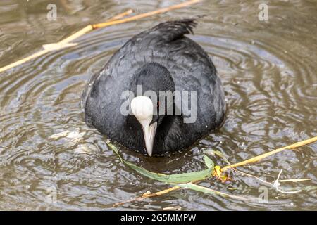 Erwachsene, eurasische oder gewöhnliche Raufußbeine, Fulica atra, Abbotsbury Swannery, Abbotsbury, Dorset, VEREINIGTES KÖNIGREICH Stockfoto