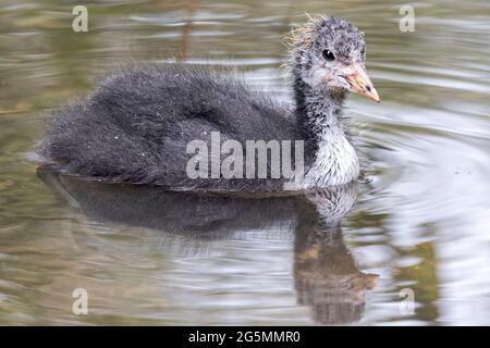 Juvenile eurasische oder gemeine Raufußbeine, Fulica atra, Abbotsbury Swannery, Abbotsbury, Dorset, VEREINIGTES KÖNIGREICH Stockfoto