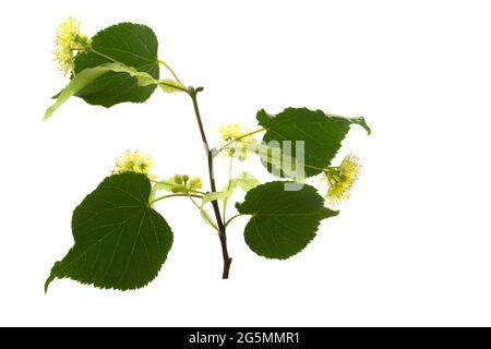 Zweig der Lindenblüten auf weißem Hintergrund Stockfoto