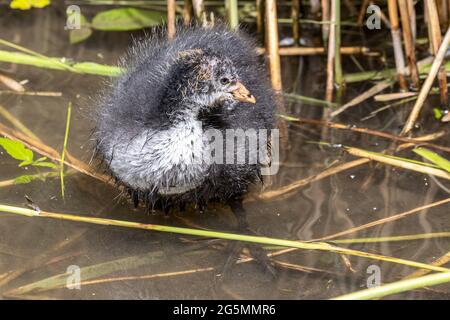 Juvenile eurasische oder gemeine Raufußbeine, Fulica atra, Abbotsbury Swannery, Abbotsbury, Dorset, VEREINIGTES KÖNIGREICH Stockfoto