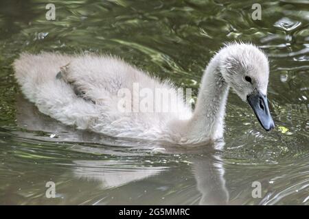 Cygnet, Mute Swan, Cygnus olor, Abbotsbury Swannery, Abbotsbury, Dorset, Großbritannien Stockfoto