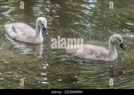 Cygnets, Mute Swan, Cygnus olor, Abbotsbury Swannery, Abbotsbury, Dorset, Großbritannien Stockfoto