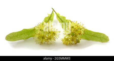 Linden ist eine medizinische, Honig-, Lebensmittel- und technische Pflanze. Blume isoliert auf weißem Hintergrund. Stockfoto