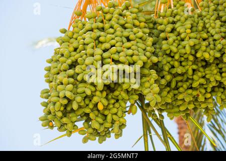Trauben von grünen Datteln wachsen auf einer Palme Stockfoto