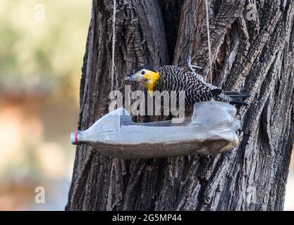 Colaptes campestris Essen und Trinken aus recycelten Flaschen Stockfoto