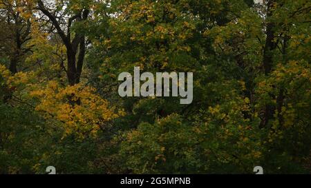 Farben des Herbstes in einer wunderschönen Naturlandschaft. Bunte Ahornblätter von grün bis gelb. Große Bäume Szene in einem Park. Der malerische Herbst s Stockfoto