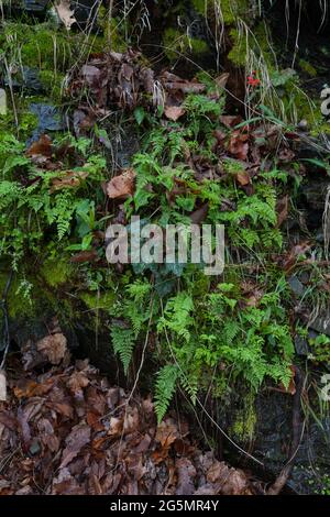 Wildblumen auf dem Big Creek Trail in den Great Smoky Mountains Stockfoto