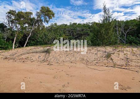 Küstenvegetation an einem Sandstrand mit Dünen unter einem wolkenblauen Himmel Stockfoto