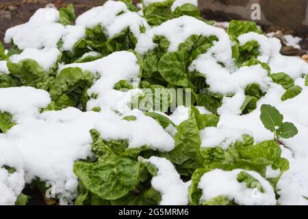 Salat im schneebedeckten Garten Stockfoto