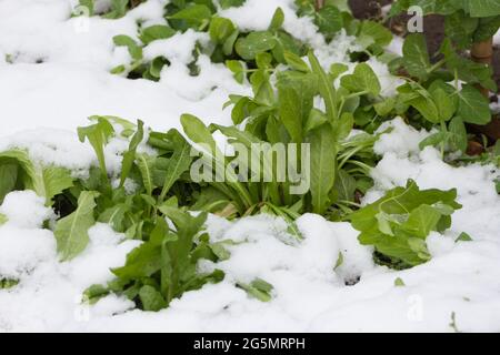 Zichorien-Sämlinge mit Schnee bedeckt Stockfoto